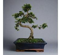 Chinese Elm (Ulmus Parvifolia) Bonsai Tree - Shaped - In 30Cm Pot