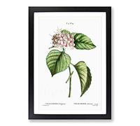 Chinese Glory Bower Flowers by Pierre-Joseph Redoute Framed Print | A2 Black Framed Wall Art | Ready to Hang | Modern Floral Picture | Living Room Bedroom Lounge Office