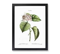 Chinese Glory Bower Flowers By Pierre Joseph Redoute Vintage Framed Print | A4 Black Framed Wall Art | Ready to Hang | Classic Floral Picture | Living Room Bedroom Lounge Office