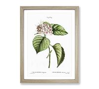 Chinese Glory Bower Flowers By Pierre Joseph Redoute Vintage Framed Print | A4 Oak Framed Wall Art | Ready to Hang | Classic Floral Picture | Living Room Bedroom Lounge Office
