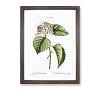Chinese Glory Bower Flowers By Pierre Joseph Redoute Vintage Framed Wall Art Print, Ready to Hang Picture for Living Room Bedroom Home Office Décor, Walnut A3 (34 x 46 cm)