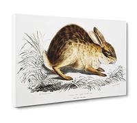 Chinese Hare By John Edward Gray Canvas Print | Gallery Wrapped 30mm Frame Wall Art | 24x16 inches | Ready to Hang | Asian Animals Picture | Living Room Bedroom Lounge Office