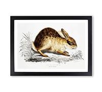 Chinese Hare by John Edward Gray Framed Print | A2 Black Framed Wall Art | Ready to Hang | Modern Animal Picture | Living Room Bedroom Lounge Office