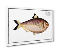 Chinese Herring Fish by M.E. Bloch Canvas Print | Gallery Wrapped 30mm Frame Wall Art | 30x20 inches | Ready to Hang | Modern Animals Picture | Living Room Bedroom Lounge Office
