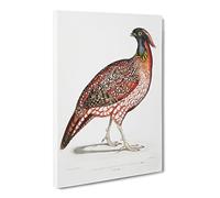 Chinese Horned Pheasant Illustration By John Edward Gray Vintage Canvas Wall Art Print Ready to Hang, Framed Picture for Living Room Bedroom Home Office Décor, 24x16 Inch (60x40 cm)