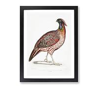 Chinese Horned Pheasant Illustration By John Edward Gray Vintage Framed Print | A2 Black Framed Wall Art | Ready to Hang | Classic Nature Picture | Living Room Bedroom Lounge Office
