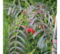 Chinese Lace Mountain Ash Whitebeam Tree Outdoor Sorbus 12L Pot 1.5m - 1.8m Plant Theory Green One Size