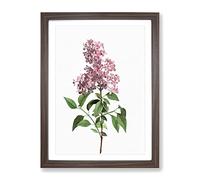 Chinese Lilac Flowers By Pierre Joseph Redoute Vintage Framed Print | A2 Walnut Framed Wall Art | Ready to Hang | Classic Floral Picture | Living Room Bedroom Lounge Office