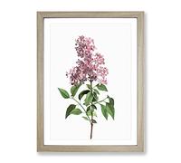 Chinese Lilac Flowers By Pierre Joseph Redoute Vintage Framed Print | A3 Oak Framed Wall Art | Ready to Hang | Classic Floral Picture | Living Room Bedroom Lounge Office