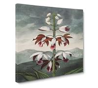 Chinese Limodoron Plant by Robert John Thornton Canvas Print | Gallery Wrapped 30mm Frame Wall Art | 14x14 inches | Ready to Hang | Asian Floral Picture | Living Room Bedroom Lounge Office