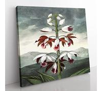 Chinese Limodoron Plant by Robert John Thornton Vintage Canvas Wall Art Print Ready to Hang, Framed Picture for Living Room Bedroom Home Office Décor, 50x50 cm (20x20 Inch)