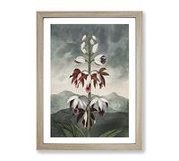 Chinese Limodoron Plant By Robert John Thornton Vintage Framed Print | A2 Oak Framed Wall Art | Ready to Hang | Classic Floral Picture | Living Room Bedroom Lounge Office