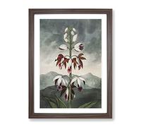 Chinese Limodoron Plant By Robert John Thornton Vintage Framed Wall Art Print, Ready to Hang Picture for Living Room Bedroom Home Office Décor, Walnut A3 (34 x 46 cm)