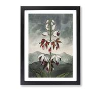 Chinese Limodoron Plant By Robert John Thornton Vintage Framed Wall Art Print, Ready to Hang Picture for Living Room Bedroom Home Office Décor, Black A4 (34 x 25 cm)