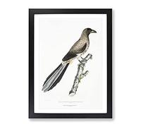 Chinese Magpie By John Edward Gray Vintage Framed Print | A2 Black Framed Wall Art | Ready to Hang | Classic Nature Picture | Living Room Bedroom Lounge Office