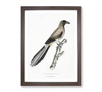 Chinese Magpie By John Edward Gray Vintage Framed Print | A2 Walnut Framed Wall Art | Ready to Hang | Classic Nature Picture | Living Room Bedroom Lounge Office