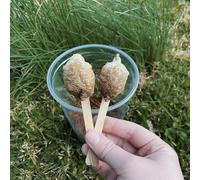 Chinese Mantis Egg Hatching Kit - 2 Eggs Fresh for The Season