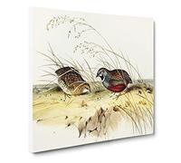 Chinese Quail by Elizabeth Gould Canvas Print | Gallery Wrapped 30mm Frame Wall Art | 20x20 inches | Ready to Hang | Modern Picture | Living Room Bedroom Lounge Office