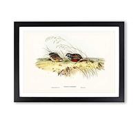 Chinese Quail by Elizabeth Gould Framed Print | A2 Black Framed Wall Art | Ready to Hang | Modern Nature Picture | Living Room Bedroom Lounge Office
