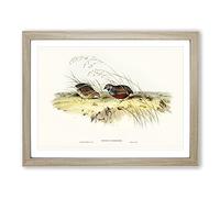 Chinese Quail By Elizabeth Gould Vintage Framed Print | A2 Oak Framed Wall Art | Ready to Hang | Classic Nature Picture | Living Room Bedroom Lounge Office