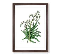 Chinese Rhubarb Illustration Framed Print | A2 Walnut Framed Wall Art | Ready to Hang | Modern Nature Picture | Living Room Bedroom Lounge Office
