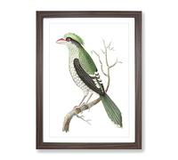 Chinese Roller Bird By George Shaw Vintage Framed Print | A2 Walnut Framed Wall Art | Ready to Hang | Classic Nature Picture | Living Room Bedroom Lounge Office