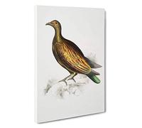 Chinese Tippeted Pigeon Illustration by John Edward Gray Canvas Print | Gallery Wrapped 30mm Frame Wall Art | 30x20 inches | Ready to Hang | Modern Picture | Living Room Bedroom Lounge Office
