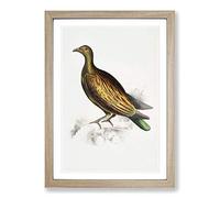 Chinese Tippeted Pigeon Illustration by John Edward Gray Framed Print | A2 Oak Framed Wall Art | Ready to Hang | Modern Animal Picture | Living Room Bedroom Lounge Office