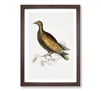 Chinese Tippeted Pigeon Illustration by John Edward Gray Framed Print | A2 Walnut Framed Wall Art | Ready to Hang | Modern Animal Picture | Living Room Bedroom Lounge Office