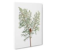 Chinese Weeping Cypress by Pierre-Joseph Redoute Canvas Print | Gallery Wrapped 30mm Frame Wall Art | 30x20 inches | Ready to Hang | Modern Picture | Living Room Bedroom Lounge Office