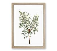 Chinese Weeping Cypress by Pierre-Joseph Redoute Framed Print | A2 Oak Framed Wall Art | Ready to Hang | Modern Nature Picture | Living Room Bedroom Lounge Office