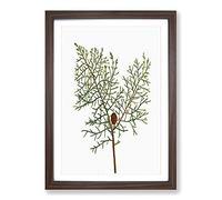 Chinese Weeping Cypress by Pierre-Joseph Redoute Framed Print | A2 Walnut Framed Wall Art | Ready to Hang | Modern Nature Picture | Living Room Bedroom Lounge Office
