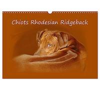 Chiots Rhodesian Ridgeback (Calendrier mural 2026 DIN A3 vertical), CALVENDO calendrier mensuel: Photographies de chiots de Rhodesian Ridgebacks en Afrique du Sud.