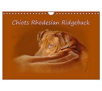 Chiots Rhodesian Ridgeback (Calendrier mural 2026 DIN A4 vertical), CALVENDO calendrier mensuel: Photographies de chiots de Rhodesian Ridgebacks en Afrique du Sud.