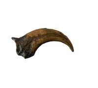 Chirostenotes Dinosaur Claw Replica - 4.5" Fossil Reproduction