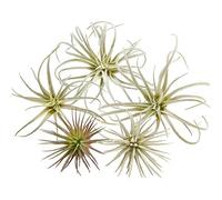 Chive Artificial Air Plants - Bulk Set of 5, Small - Ultra Realistic Fake Tillandsia Bromeliad Plants - Decorative Faux Succulents for Home & Office Decor - No Care Needed!