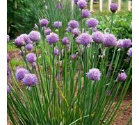 Chive 'Common' 5 x Plug Plants. Perennial allium herb. Onion flavour for cooking or salads. Available from Bedwen Plants