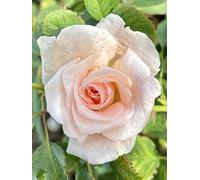 'Chloe' Potted Rose - Lovely Pale Pink Blooms - Renaissance Rose