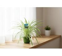 Chlor Com Vitatum Pot Size 14 Cm Height 50 Spider Plant Indoor Houseplant