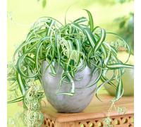 Chlorophytum Bonnie (12cm) V1