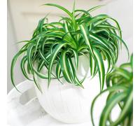 Chlorophytum Bonnie (12cm) V2