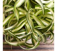 Chlorophytum Bonnie (12cm) V3