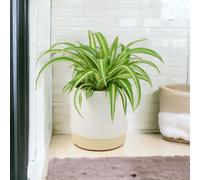 Chlorophytum Spider Plant 12cm - Air Purifying Hanging Basket Plant - Ceramic Eve Off White