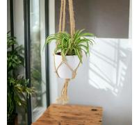 Chlorophytum Spider Plant 12cm - Air Purifying Hanging Basket Plant - Hanging Ceramic White Macrame