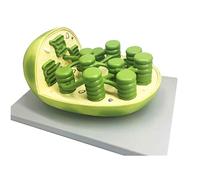 Chloroplast Model - Enlarged 70 Million Times - Detailed Plant Structure Model for Biology Education and Teaching