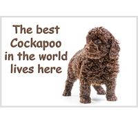 Chocolate Brown Cockapoo Puppy Fridge Magnet for the Dog Lover