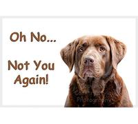 Chocolate Brown Labrador Retriever Dog Funny Fridge Magnet Lab Gift - Oh No...Not You Again!