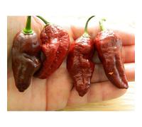 Chocolate Fatalii Chilli Seeds - 10 Fresh Fatalii Brown Pepper Seeds
