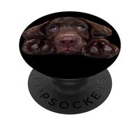 Chocolate Lab Dog Brown Lab Labrador Retriever Puppy Dog PopSockets Adhesive PopGrip