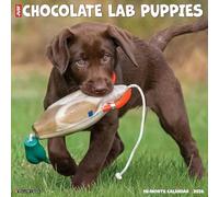 Chocolate Lab Puppies 2026 12 X 12 Wall Calendar